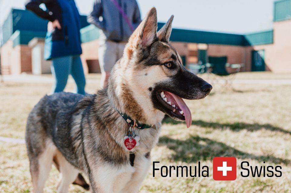 Cbd til hunde: Hvorfor danskere vælger formula swiss til deres firbenede venner