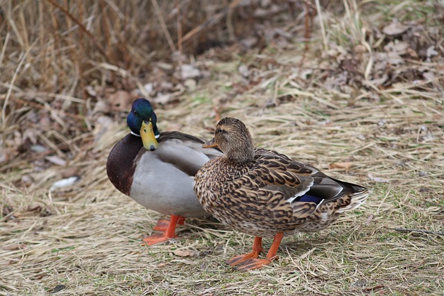 Krydsord for begyndere: De mest almindelige faldgruber – og hvordan du undgår dem