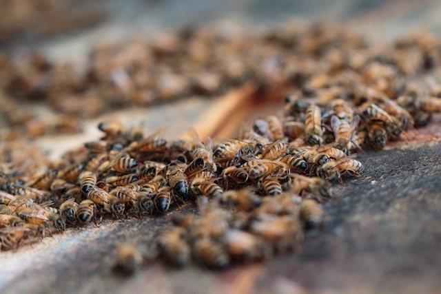 Bivoks: Naturens guld og dets mange anvendelser