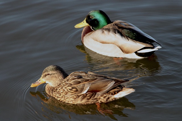 De bedste online krydsord hjælpemidler i 2024